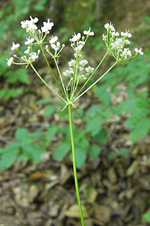 Physospermum cornubiense \ Blasensame / Cornish Bladderseed, E Picos de Europa, Potes 16.8.2012