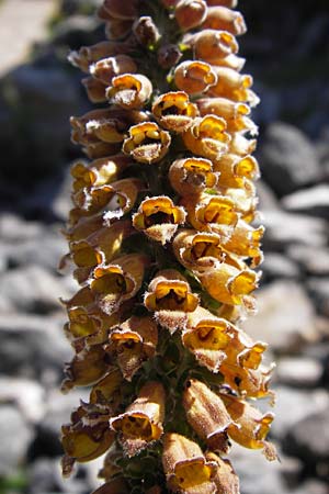 Digitalis parviflora \ Kleinbl&uuml;tiger Fingerhut / Spanish Foxgloves, Chocolate Foxgloves, E Picos de Europa, Covadonga 7.8.2012