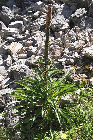 Digitalis parviflora \ Kleinbl&uuml;tiger Fingerhut / Spanish Foxgloves, Chocolate Foxgloves, E Picos de Europa, Covadonga 7.8.2012