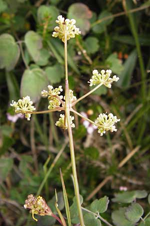 Seseli cantabricum \ Kantabrischer Bergfenchel / Cantabrian Seseli, E Asturien/Asturia Ribadesella 10.8.2012