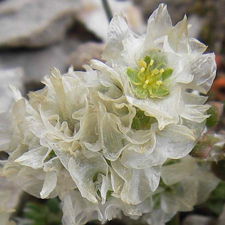 Paronychia argentea \ Silber-Nagelkraut, Silber-Mauermiere / Silver Nailwort, E Picos de Europa, Fuente De 14.8.2012