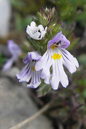 Euphrasia alpina \ Alpen-Augentrost / Alpine Eyebright, E Pyren&auml;en/Pyrenees, Ordesa 23.8.2011