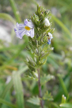 Euphrasia alpina \ Alpen-Augentrost / Alpine Eyebright, E Pyren&auml;en/Pyrenees, Ordesa 23.8.2011