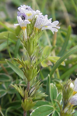 Euphrasia alpina \ Alpen-Augentrost / Alpine Eyebright, E Pyren&auml;en/Pyrenees, Ordesa 23.8.2011
