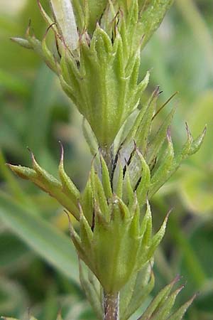 Euphrasia alpina \ Alpen-Augentrost / Alpine Eyebright, E Pyren&auml;en/Pyrenees, Ordesa 23.8.2011