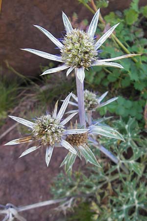 Eryngium bourgatii \ Spanische Mannstreu, Pyren&auml;en-Distel / Blue Eryngo, Pyrenean Thistle, E Pyren&auml;en/Pyrenees, Hecho - Tal / Valley 19.8.2011