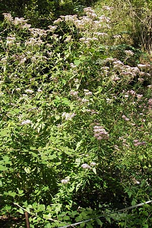 Eupatorium cannabinum \ Wasserdost / Hemp Agrimony, E Asturien/Asturia, Cangas de Onis 8.8.2012