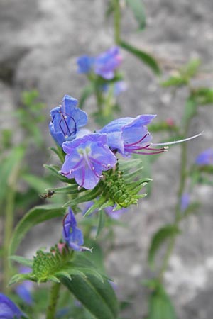 Echium plantagineum \ Wegerich-Natternkopf / Purple Viper's Bugloss, E Asturien/Asturia Llanes 12.8.2012