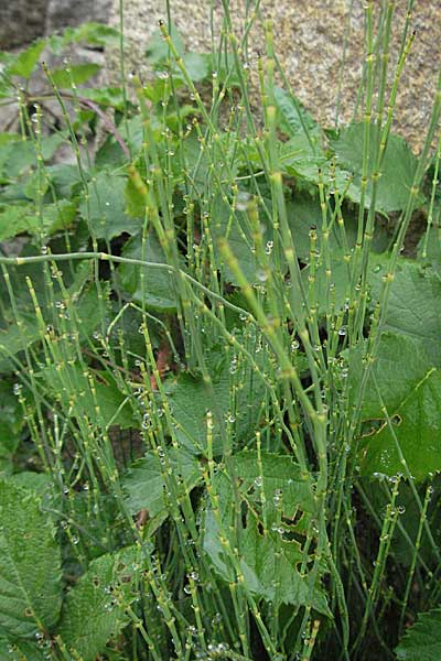 Equisetum fluviatile \ Teich-Schachtelhalm / Water Horsetail, E Pyrenäen/Pyrenees, Barruera in Boi - Tal / Valley 16.8.2006