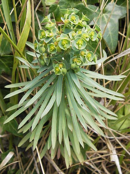 Euphorbia graminifolia \ Grasbl&auml;ttrige Wolfsmilch / Grassleaf Spurge, E Lekeitio 6.8.2012