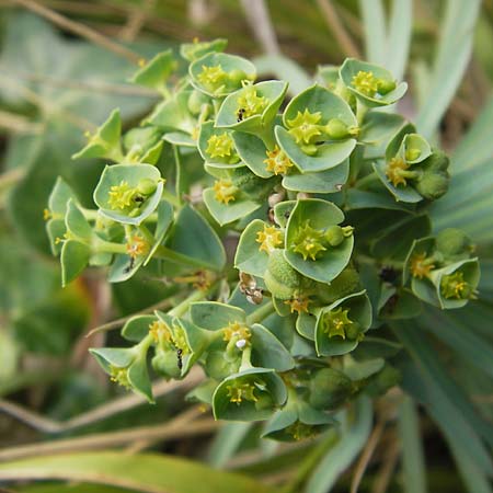 Euphorbia graminifolia \ Grasbl&auml;ttrige Wolfsmilch / Grassleaf Spurge, E Lekeitio 6.8.2012
