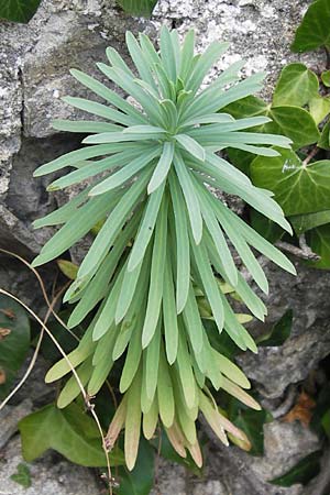 Euphorbia graminifolia \ Grasbl&auml;ttrige Wolfsmilch / Grassleaf Spurge, E Lekeitio 6.8.2012