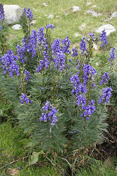 Aconitum napellus subsp. napellus \ Gewhnlicher Blauer Eisenhut / Monk's-Hood, E Pyrenäen/Pyrenees, Caldes de Boi 18.8.2006