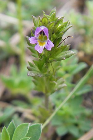 Euphrasia minima \ Zwerg-Augentrost / Dwarf Eyebright, E Pyrenäen/Pyrenees, Ordesa 23.8.2011