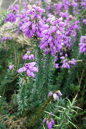 Erica cinerea \ Graue Glockenheide / Bell Heath, E Zarautz 14.8.2011