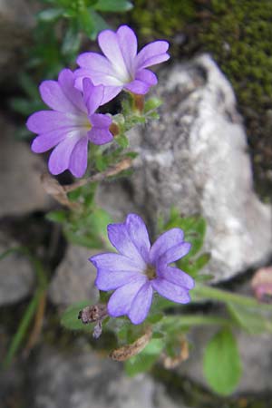 Erinus alpinus \ Leber-Balsam / Fairy Foxglove, E Pyrenäen/Pyrenees, Ordesa 23.8.2011