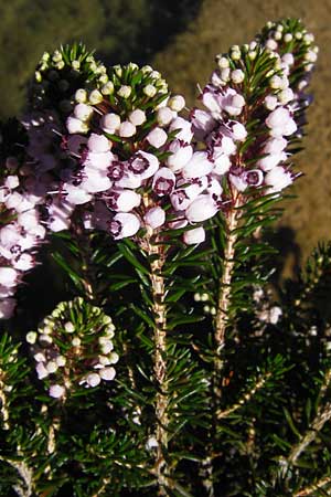 Erica vagans \ Wander-Heide, Cornwall-Heide / Cornish Heath, E Picos de Europa, Covadonga 7.8.2012