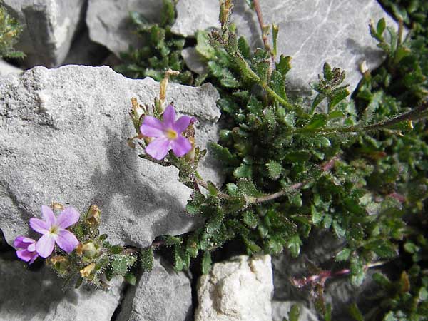 Erinus alpinus \ Leber-Balsam / Fairy Foxglove, E Picos de Europa, Fuente De 14.8.2012