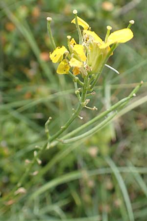 Erysimum ruscinonense \ Provence-Sch�terich / Provence Treacle Mustard, E Pyren&auml;en/Pyrenees, Cadi,  Coll de Jovell 7.8.2018