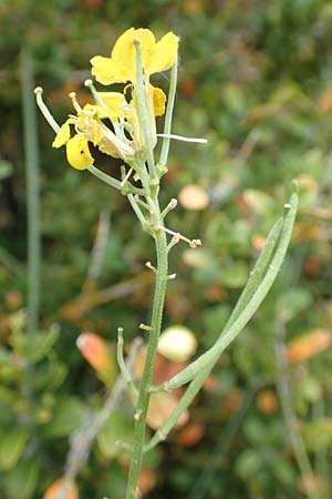 Erysimum ruscinonense \ Provence-Sch�terich / Provence Treacle Mustard, E Pyren&auml;en/Pyrenees, Cadi,  Coll de Jovell 7.8.2018