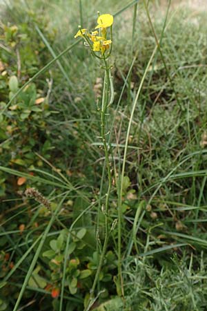 Erysimum ruscinonense \ Provence-Sch�terich / Provence Treacle Mustard, E Pyren&auml;en/Pyrenees, Cadi,  Coll de Jovell 7.8.2018