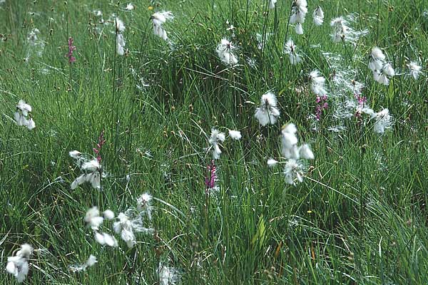 Eriophorum angustifolium \ Schmalblttriges Wollgras / Common Cotton Grass, E Sierra de Gudar 1.7.1998
