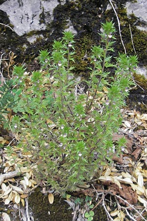 Euphrasia salisburgensis \ Salzburger Augentrost / Irish Eyebright, E Pyrenäen/Pyrenees, Ordesa 22.8.2011