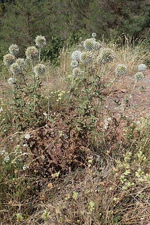 Echinops sphaerocephalus \ Drsenblttrige Kugeldistel, Rundkpfige Kugeldistel / Glandular Globe Thistle, E Pyrenäen/Pyrenees, Cadi, Fornols 7.8.2018