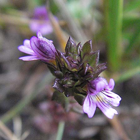 Euphrasia minima \ Zwerg-Augentrost / Dwarf Eyebright, E Pyrenäen/Pyrenees, Caldes de Boi 18.8.2006