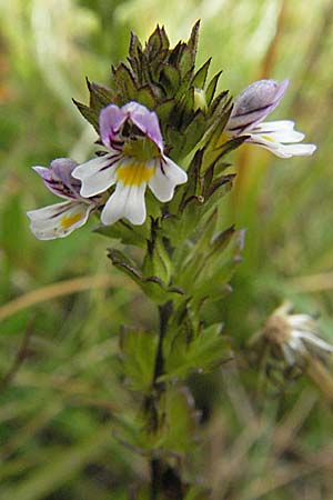 Euphrasia minima \ Zwerg-Augentrost / Dwarf Eyebright, E Pyrenäen/Pyrenees, Caldes de Boi 18.8.2006