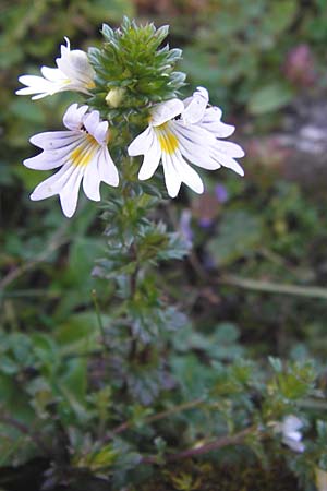Euphrasia rostkoviana \ Gewhnlicher Augentrost / Common Eyebright, E Picos de Europa, Covadonga 7.8.2012