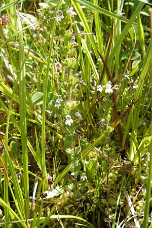 Euphrasia hirtella \ Zottiger Augentrost / Small Flowered Sticky Eyebright, E Picos de Europa, Posada de Valdeon 13.8.2012
