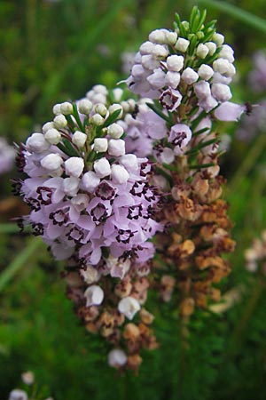 Erica vagans \ Wander-Heide, Cornwall-Heide / Cornish Heath, E Zarautz 14.8.2011