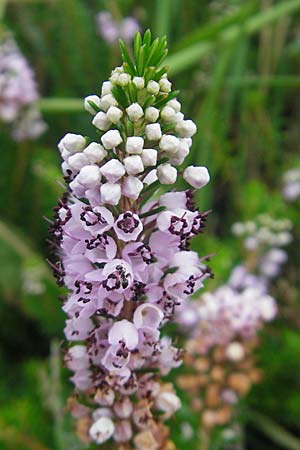 Erica vagans \ Wander-Heide, Cornwall-Heide / Cornish Heath, E Zarautz 14.8.2011