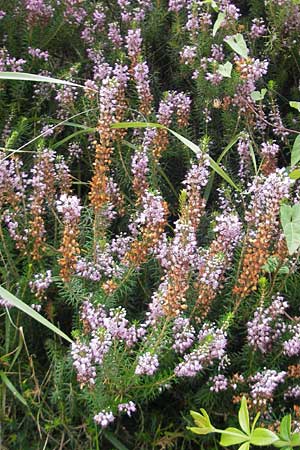 Erica vagans \ Wander-Heide, Cornwall-Heide / Cornish Heath, E Getaria 16.8.2011
