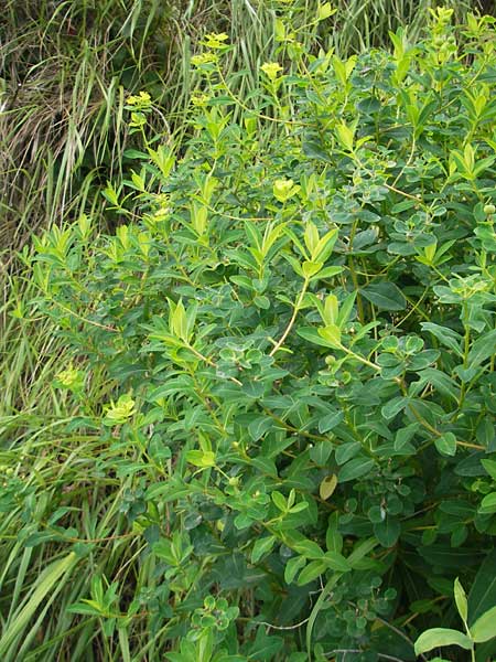 Euphorbia villosa \ Zottige Wolfsmilch, Flaumige Wolfsmilch / Hairy Spurge, E Getaria 16.8.2011