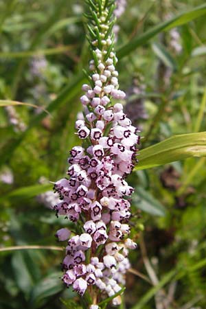 Erica vagans \ Wander-Heide, Cornwall-Heide / Cornish Heath, E Lekeitio 6.8.2012