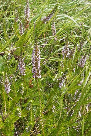 Erica vagans \ Wander-Heide, Cornwall-Heide / Cornish Heath, E Lekeitio 6.8.2012