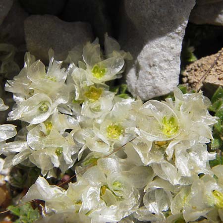 Paronychia argentea \ Silber-Nagelkraut, Silber-Mauermiere / Silver Nailwort, E Picos de Europa, Fuente De 14.8.2012
