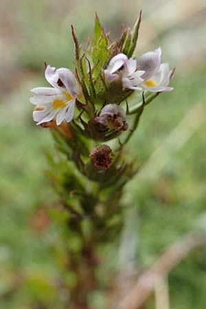 Euphrasia salisburgensis \ Salzburger Augentrost / Irish Eyebright, E Pyrenäen/Pyrenees, Cadi, Coll de Jovell 7.8.2018