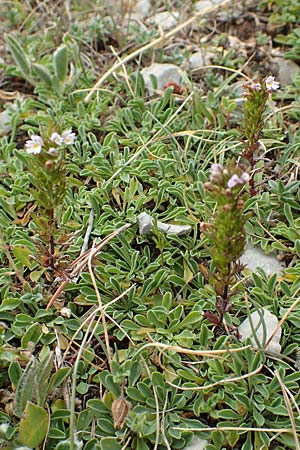 Euphrasia salisburgensis \ Salzburger Augentrost / Irish Eyebright, E Pyrenäen/Pyrenees, Cadi, Coll de Jovell 7.8.2018