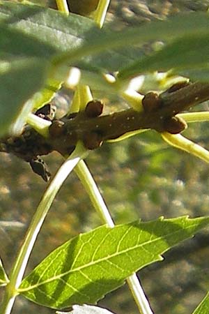 Fraxinus angustifolia \ Sdliche Esche / Narrow-Leaved Ash, E Usun 20.8.2011