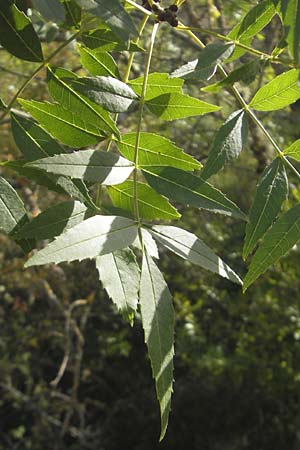 Fraxinus angustifolia \ Sdliche Esche / Narrow-Leaved Ash, E Usun 20.8.2011