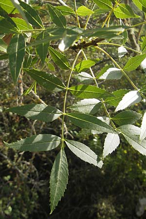 Fraxinus angustifolia \ Sdliche Esche / Narrow-Leaved Ash, E Usun 20.8.2011