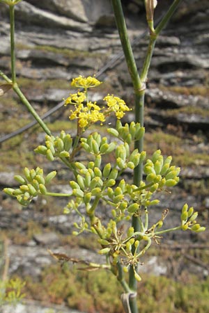 Foeniculum vulgare \ Fenchel / Fennel, E Pyrenäen/Pyrenees, Ordesa 24.8.2011