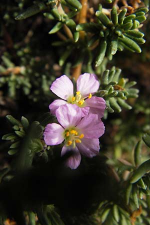 Frankenia laevis \ Seeheide / Sea Heath, E Asturien/Asturia Ribadesella 10.8.2012