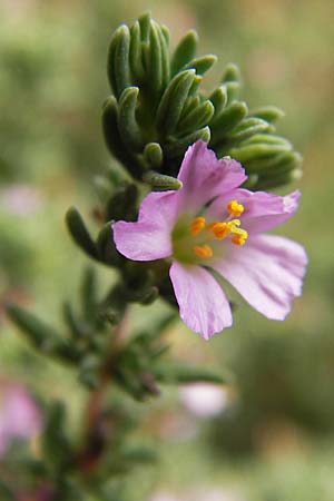 Frankenia laevis \ Seeheide / Sea Heath, E Asturien/Asturia Ribadesella 10.8.2012