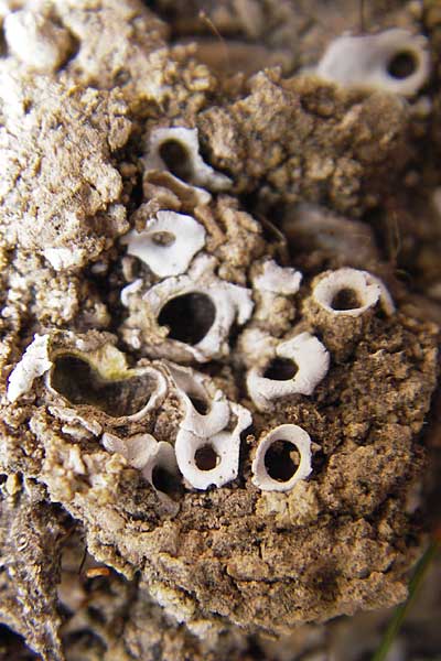 Lecanorales spec4 ? \ Flechte / Lichen, E Picos de Europa, Fuente De 14.8.2012