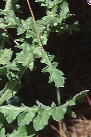 Centaurea seridis subsp. maritima ? \ Endivien-Flockenblume / Endive Star Thistle, E Marbella 20.4.1999