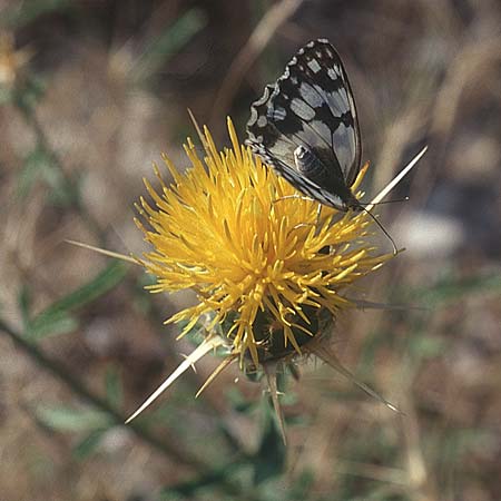 Centaurea ornata \ Zierliche Flockenblume / Decorated Knapweed, E Prov.   Cuenca 11.7.2003